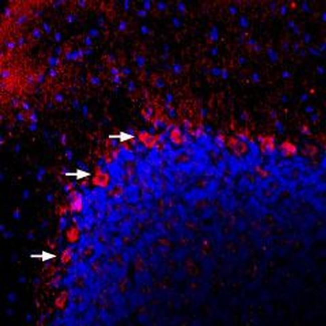 PACAP Receptor 1 (PAC1) Antibody in Immunohistochemistry (Frozen) (IHC (F))