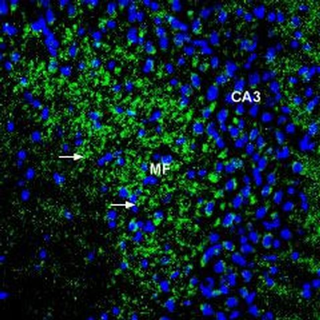 ZIP1 (SLC39A1) (extracellular) Antibody in Immunohistochemistry (Frozen) (IHC (F))