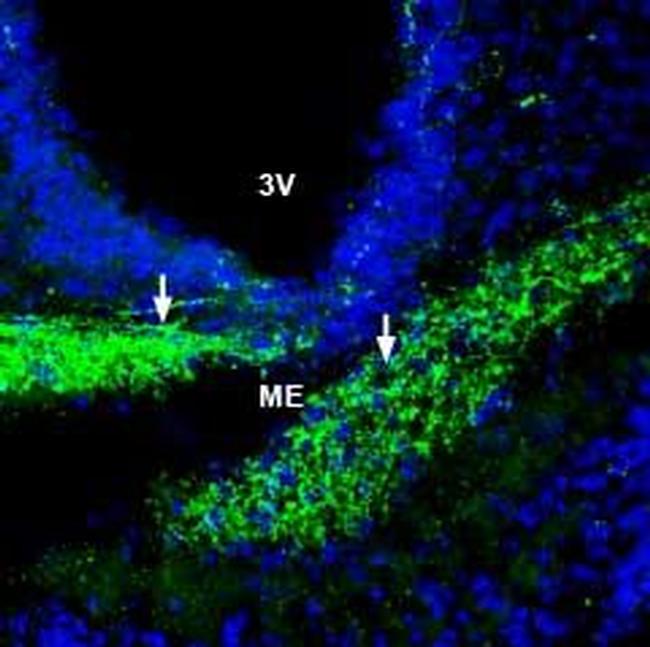 ZIP6/SLC39A6 (extracellular) Antibody in Immunohistochemistry (Frozen) (IHC (F))