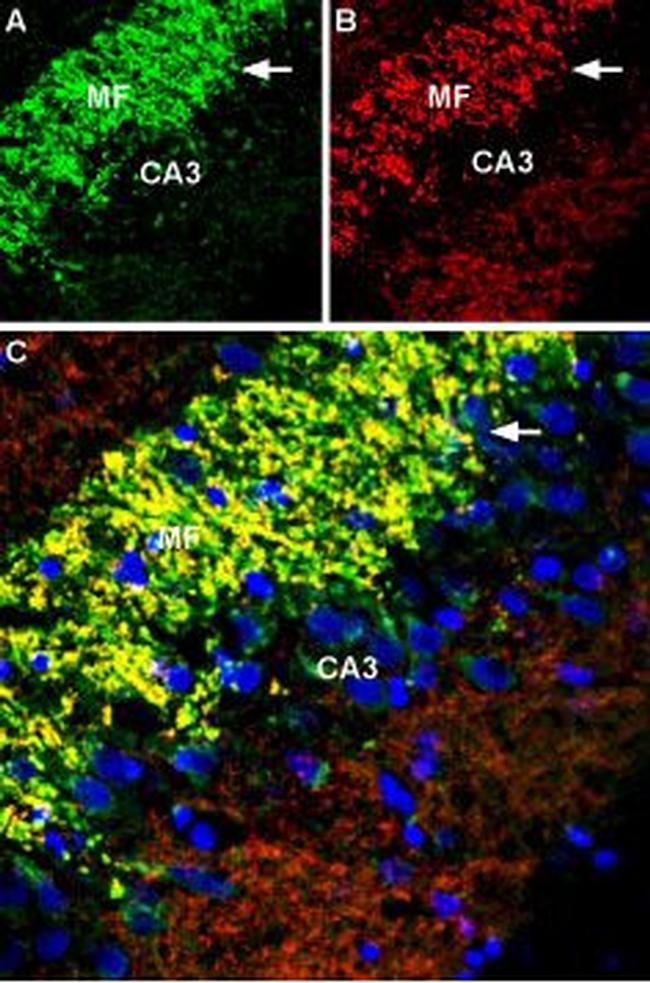 ZnT3 (SLC30A3) Antibody in Immunohistochemistry (Frozen) (IHC (F))