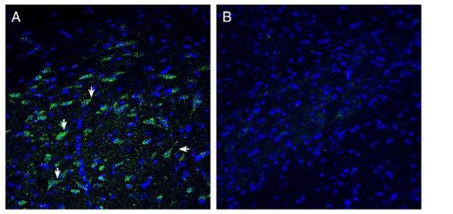 ZnT10 (SLC30A10) Antibody in Immunohistochemistry (Frozen) (IHC (F))