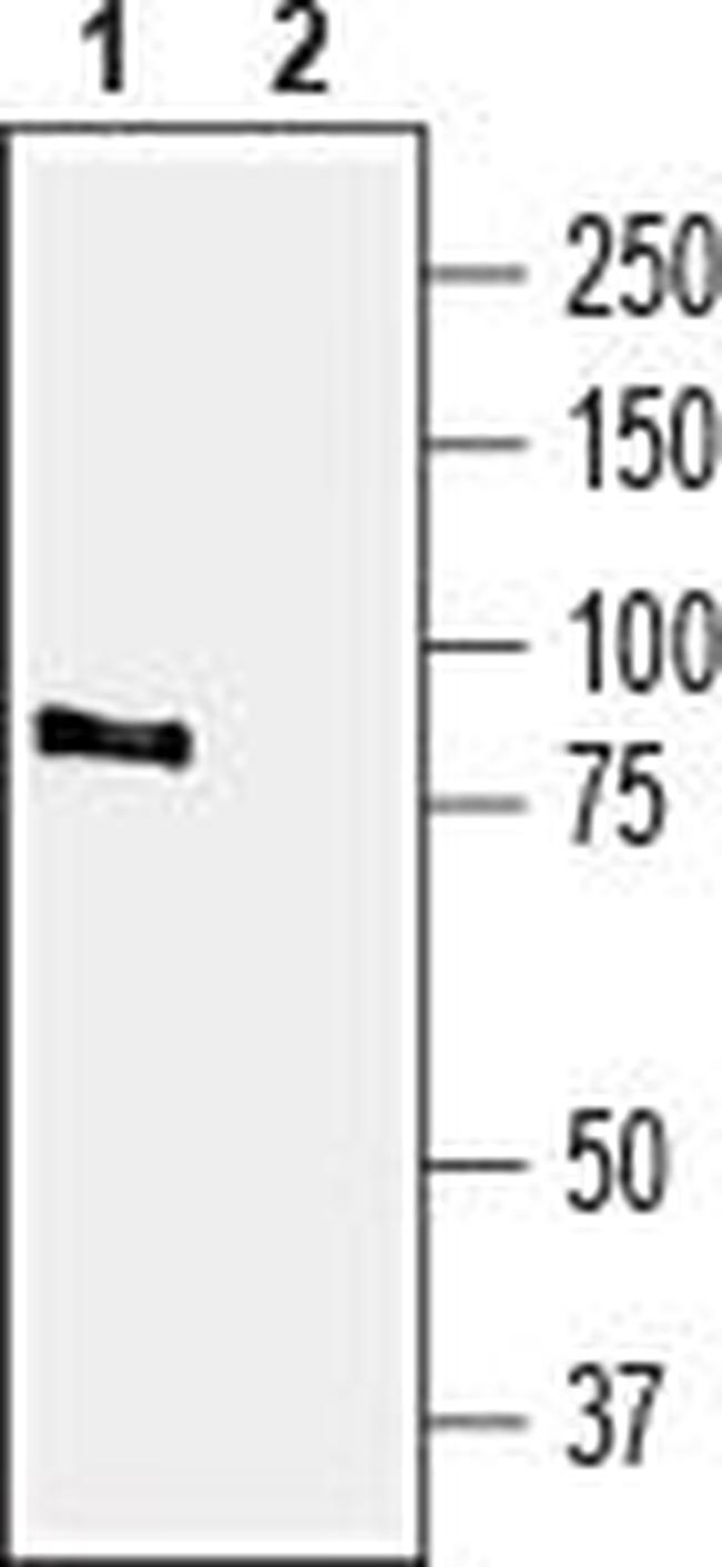 TRPV4 Antibody in Western Blot (WB)