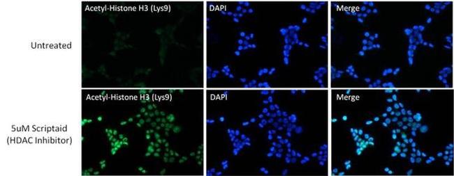 H3K9ac Antibody in Immunocytochemistry (ICC/IF)