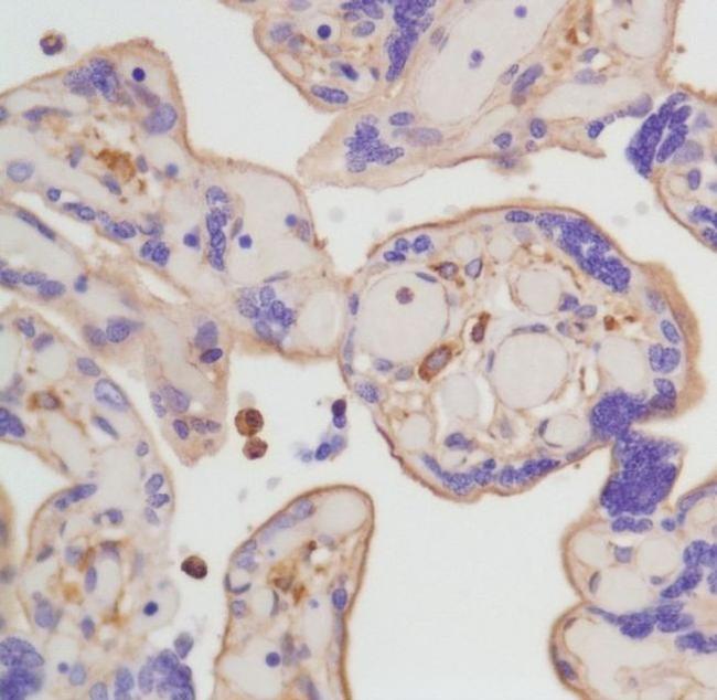 beta Actin Antibody in Immunohistochemistry (Paraffin) (IHC (P))