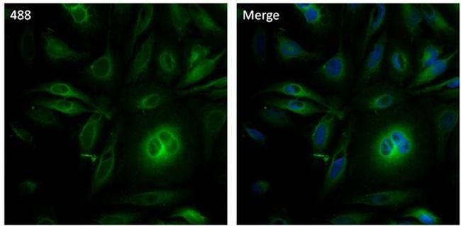 alpha Tubulin Antibody in Immunocytochemistry (ICC/IF)