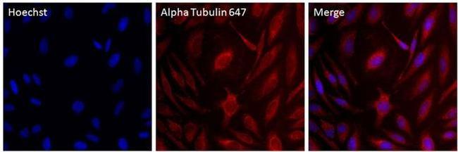 alpha Tubulin Antibody in Immunocytochemistry (ICC/IF)