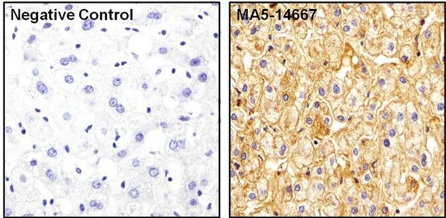 ApoA1 Antibody in Immunohistochemistry (Paraffin) (IHC (P))