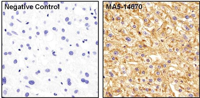 ApoA1 Antibody in Immunohistochemistry (Paraffin) (IHC (P))