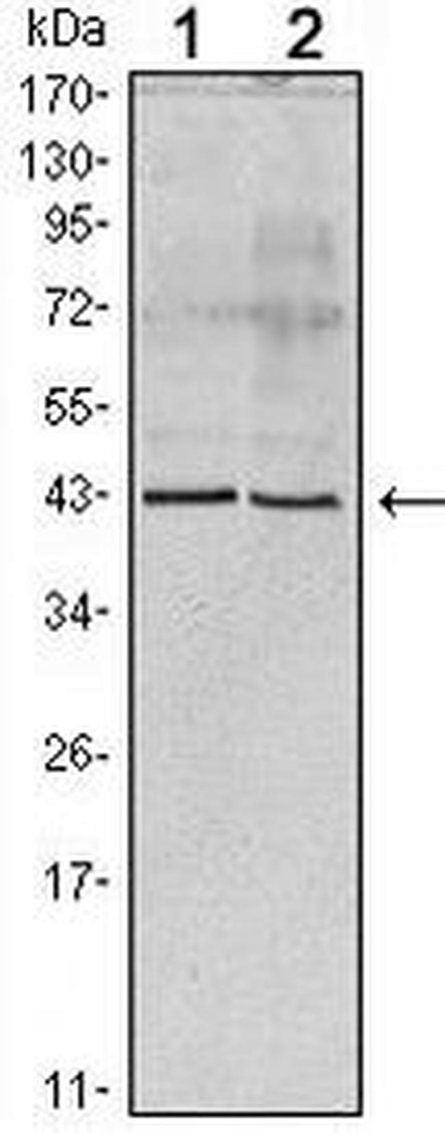 Apolipoprotein A5 Antibody in Western Blot (WB)