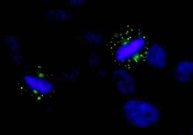 Aurora A Antibody in Immunocytochemistry (ICC/IF)