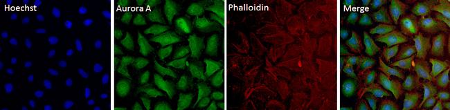 Aurora A Antibody in Immunocytochemistry (ICC/IF)