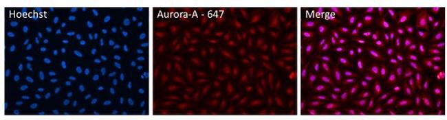 Aurora A Antibody in Immunocytochemistry (ICC/IF)