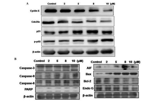 Bcl-2 Antibody in Western Blot (WB)