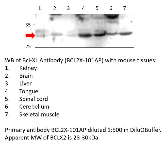 Bcl-XL Antibody in Western Blot (WB)