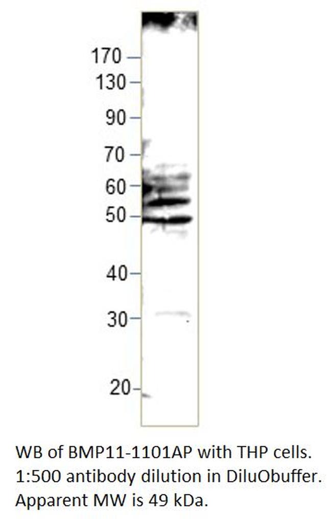 BMP11 Antibody in Western Blot (WB)