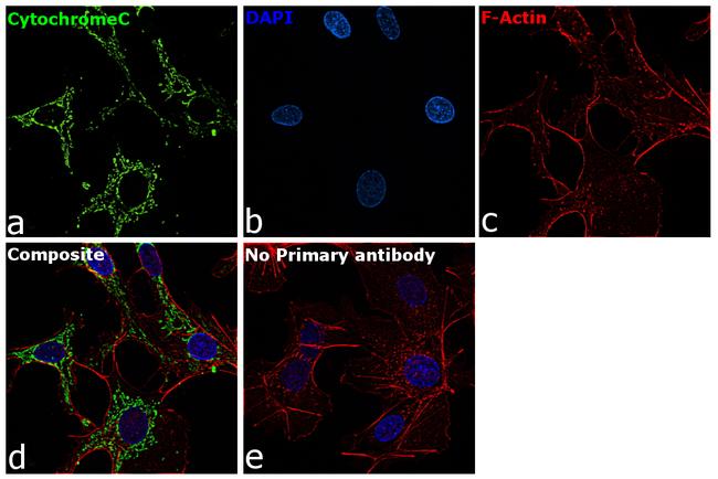 Cytochrome C Antibody in Immunocytochemistry (ICC/IF)