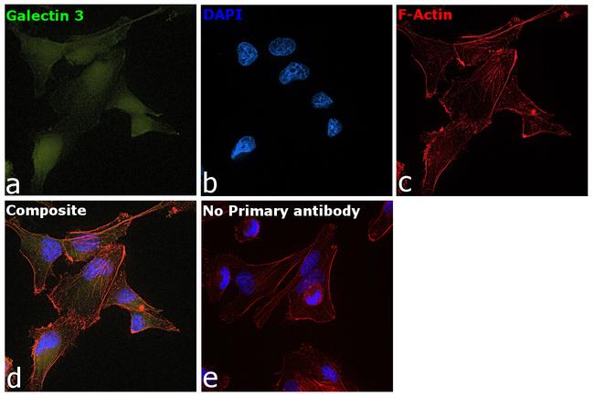 Galectin 3 Antibody in Immunocytochemistry (ICC/IF)