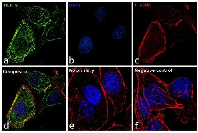 ErbB2 (HER-2) Antibody in Immunocytochemistry (ICC/IF)