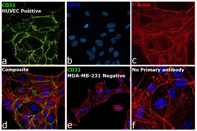 CD31 (PECAM-1) Antibody in Immunocytochemistry (ICC/IF)