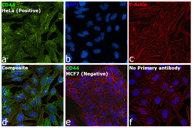 CD44std Antibody in Immunocytochemistry (ICC/IF)