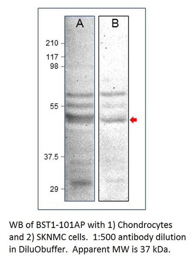 Bone marrow stromal cell antigen 1 Antibody in Western Blot (WB)