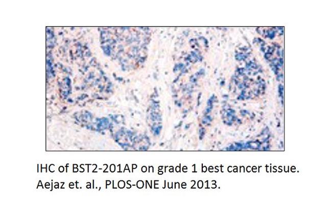 BST2 Antibody in Immunohistochemistry (IHC)