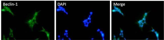 Beclin 1 Antibody in Immunocytochemistry (ICC/IF)