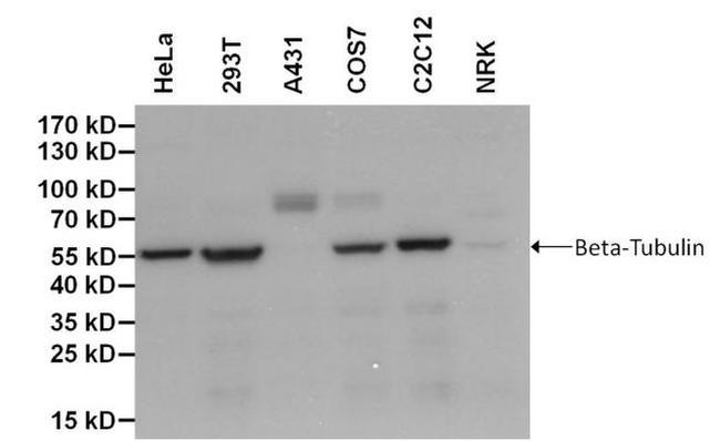 beta Tubulin Loading Control Antibody in Western Blot (WB)