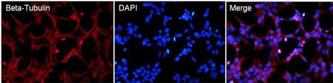 beta Tubulin Loading Control Antibody in Immunocytochemistry (ICC/IF)