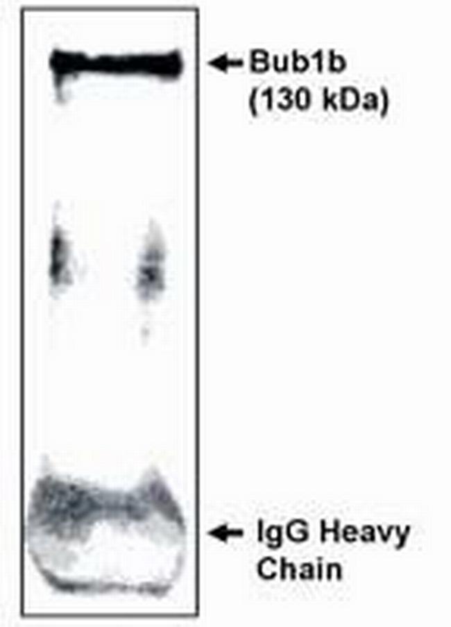 BUBR1 Antibody in Western Blot (WB)