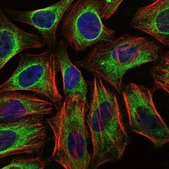 c-Cbl Antibody in Immunocytochemistry (ICC/IF)