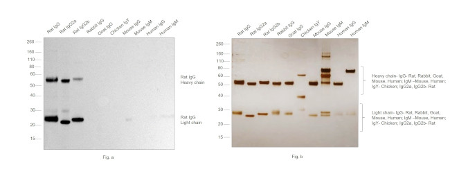 Rat IgG (H+L) Secondary Antibody in Western Blot (WB)