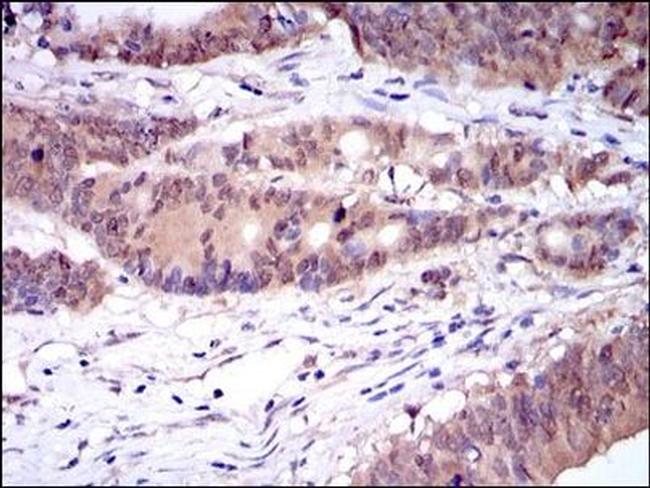 Caspase 8 Antibody in Immunohistochemistry (Paraffin) (IHC (P))