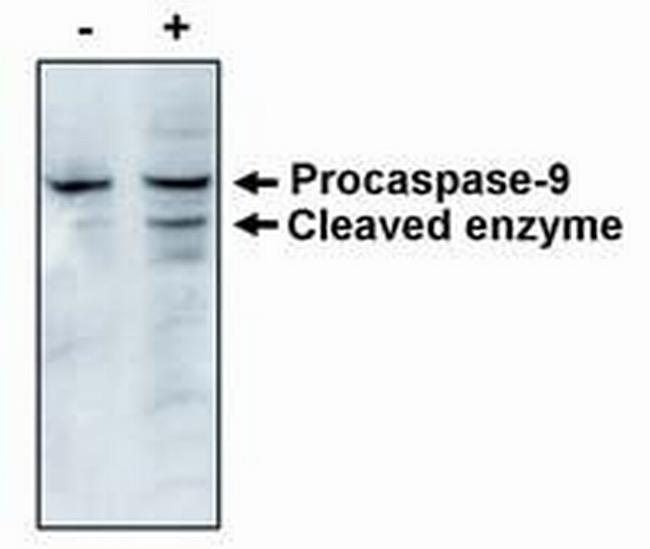 Caspase 9 Antibody in Western Blot (WB)