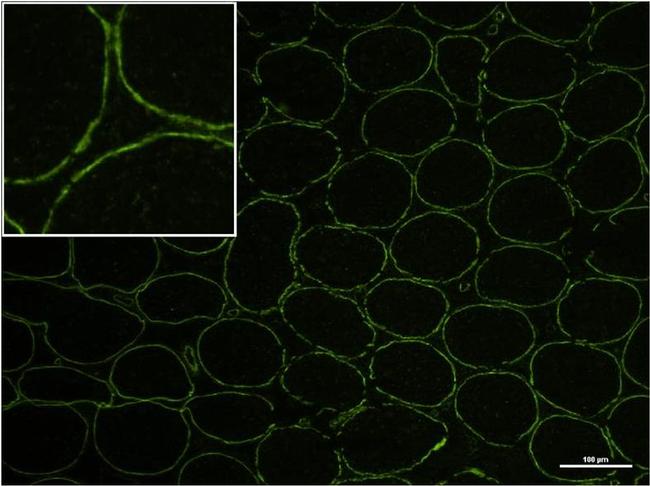 MCP-1 Antibody in Immunohistochemistry (Frozen) (IHC (F))