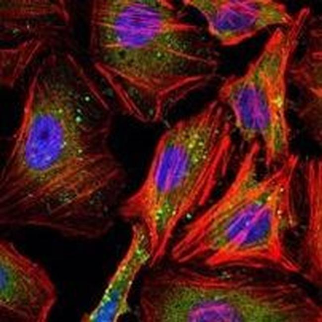 Cyclin B1 Antibody in Immunocytochemistry (ICC/IF)