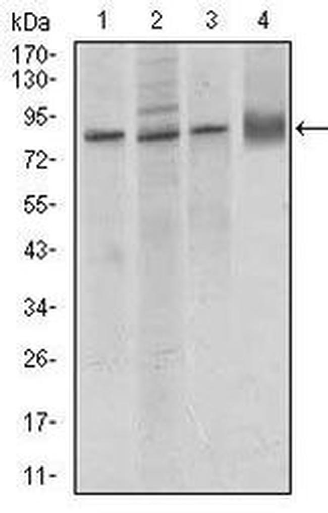 VE-cadherin Antibody in Western Blot (WB)