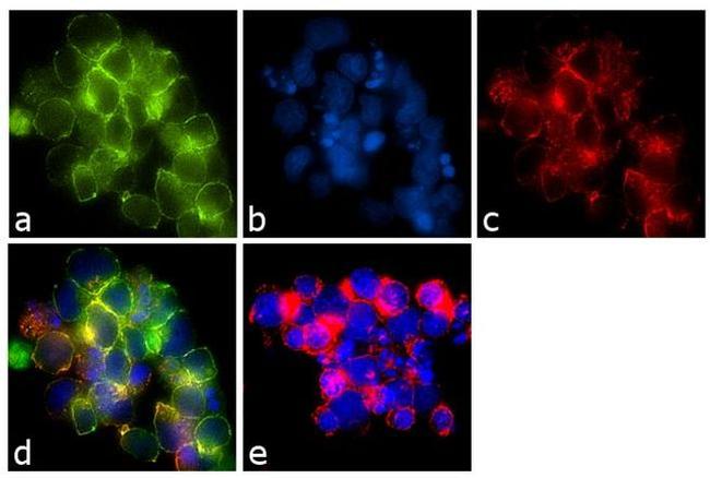 CD28 Antibody in Immunocytochemistry (ICC/IF)