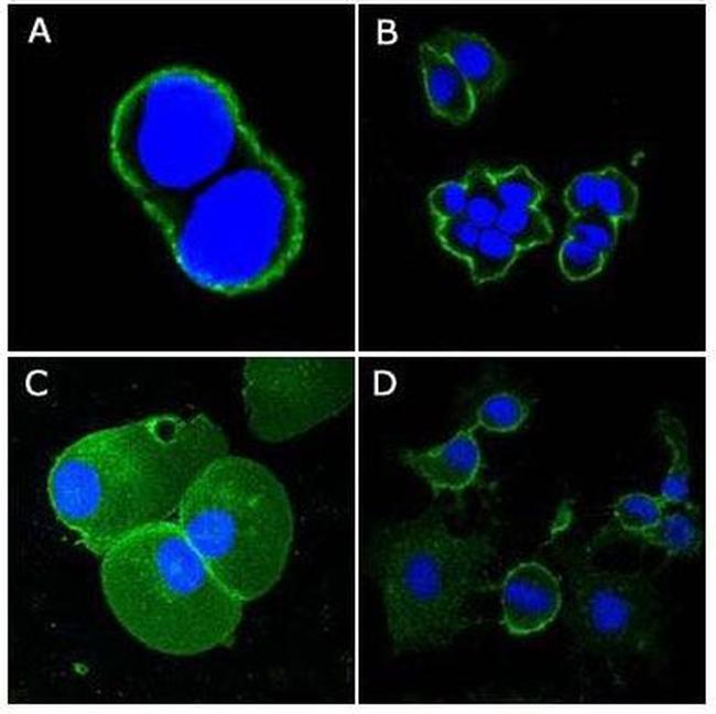 CD44 Antibody in Immunocytochemistry (ICC/IF)