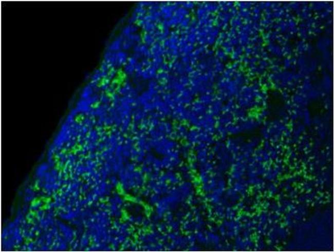 CD44 Antibody in Immunohistochemistry (Paraffin) (IHC (P))