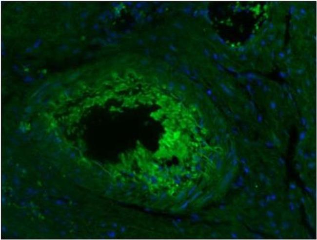 CD45R Antibody in Immunohistochemistry (Paraffin) (IHC (P))