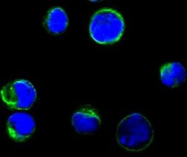 CD80 Antibody in Immunocytochemistry (ICC/IF)