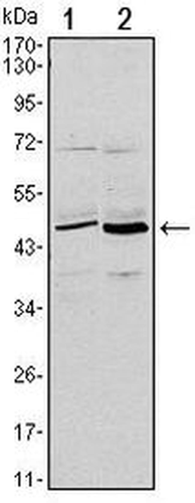 CD86 Antibody in Western Blot (WB)