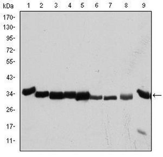 CDK1 Antibody in Western Blot (WB)