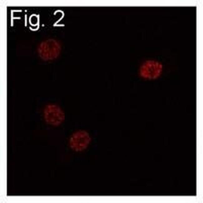 C/EBP beta Antibody in Immunocytochemistry (ICC/IF)