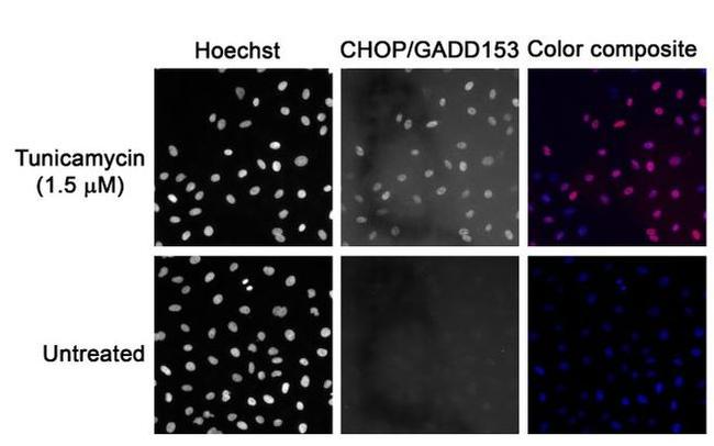 CHOP Antibody in Immunocytochemistry (ICC/IF)