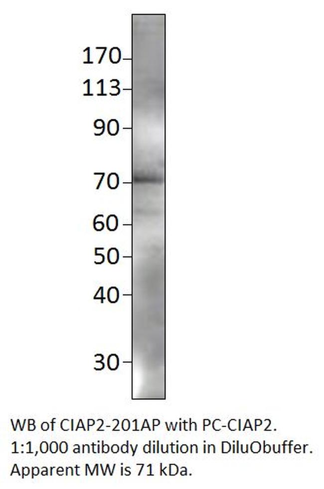 cIAP2 Antibody in Western Blot (WB)