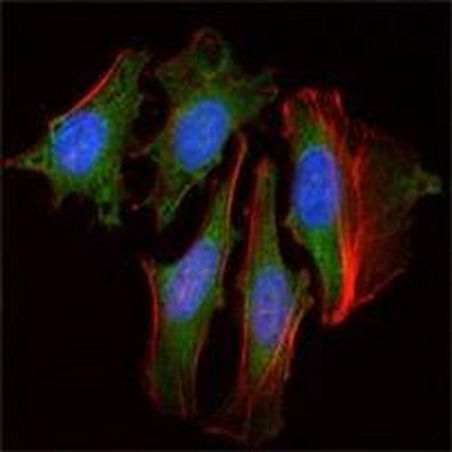 CLOCK Antibody in Immunocytochemistry (ICC/IF)