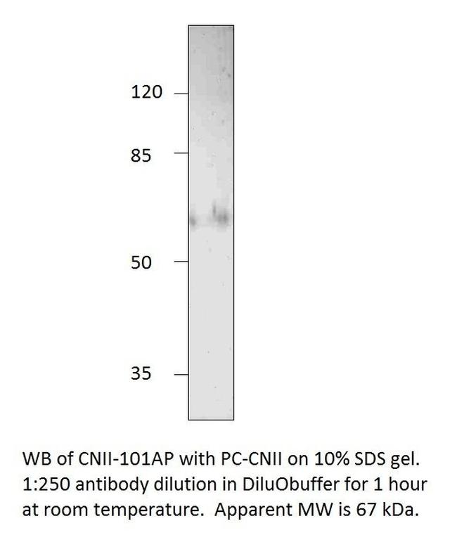 NT5C2 Antibody in Western Blot (WB)