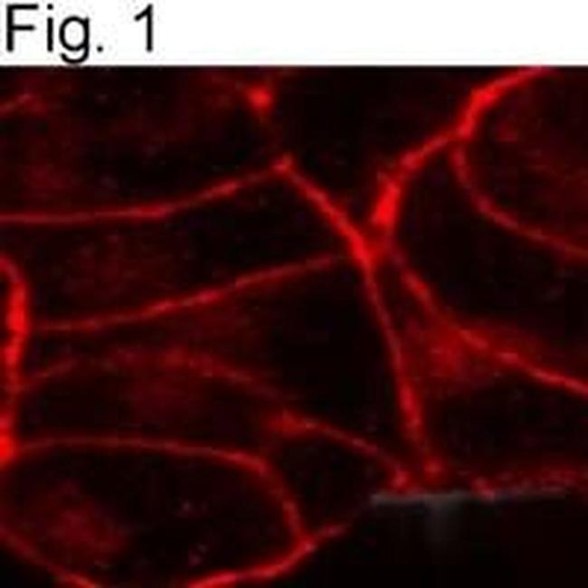 Cannabinoid Receptor 1 Antibody in Immunocytochemistry (ICC/IF)